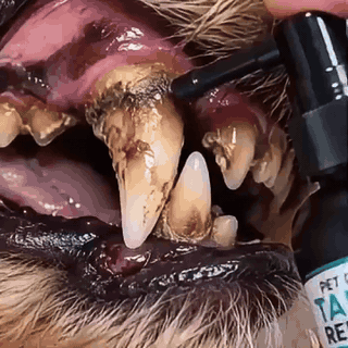 tandstensspray-til-hunde-og-katte-frisk-nde-uden-t-2829-gifsec