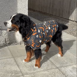 hallowoof-hundeh-ttetr-je-halloween-kostume-til-hu-549-gifsec