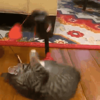 gif — BokseKat™ – Boksesæk til kat med sugekop