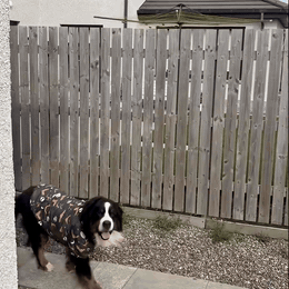 gif — HalloWoof™ Hundehættetrøje – Halloween-kostume til Hund