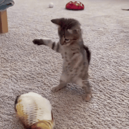 gif — Sprællende fisk til katte – genopladeligt kattelegetøj