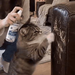 gif — Spray mod kattekradseri – citrusduft | 50/100 ml
